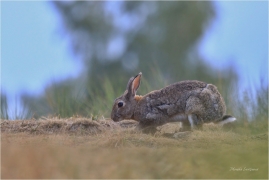 <p>KRÁLÍK DIVOKÝ (Oryctolagus cuniculus) ---- /European rabbit - Wildkaninchen/</p>